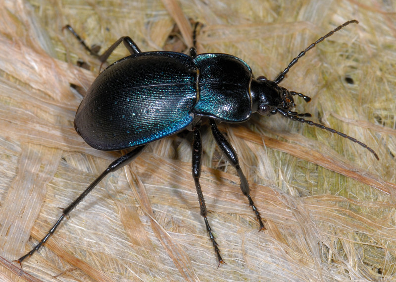 Scarrafone 2 (Carabus convexus)