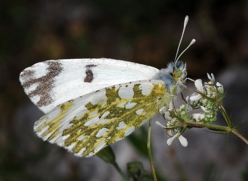 Euchloe ausonia