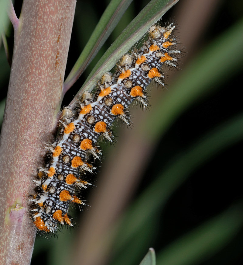 Bruco di Melitaea didyma
