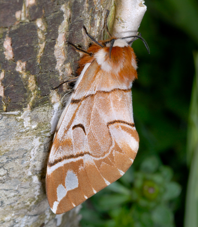Femmina di Endromis versicolora