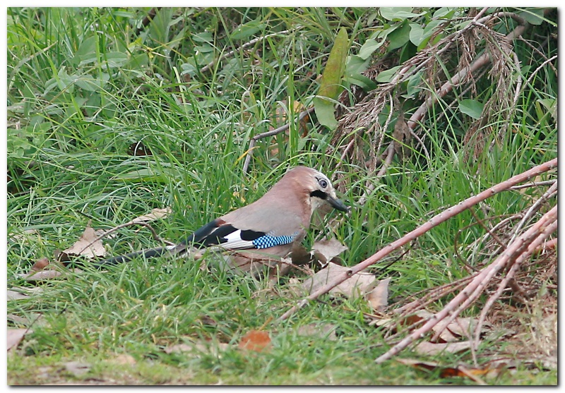 Ghiandaia (rotto la maledizione)