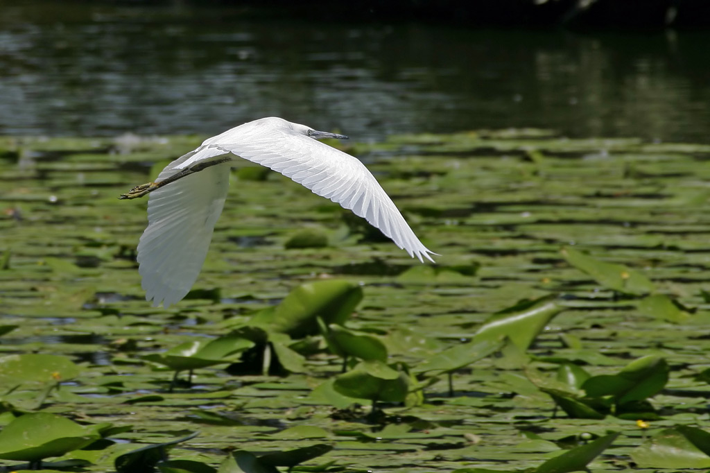 Egretta Garzetta ...