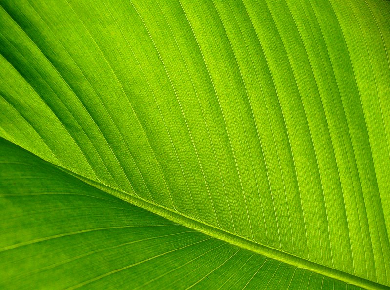 Una foglia... semplicemente...