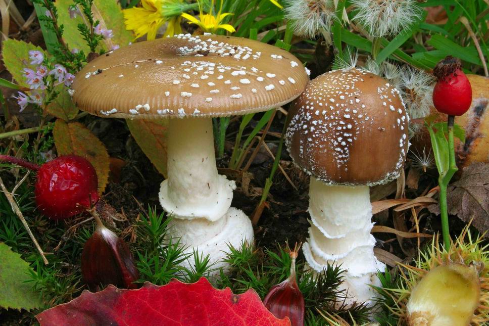 Amanita Pantherina