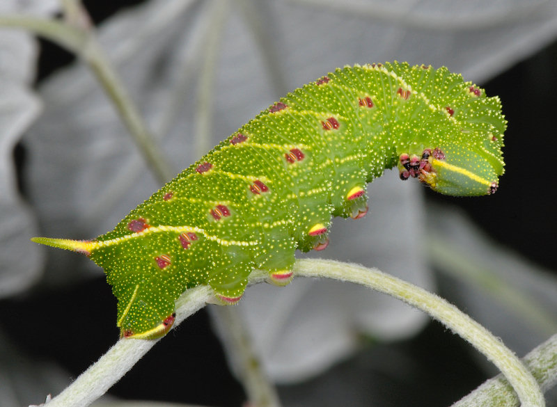 Bruco di sfinge del pioppo, Laothoe populi