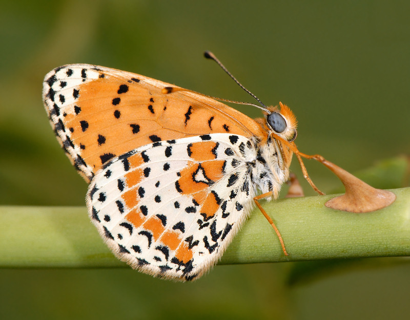 Melitaea didyma