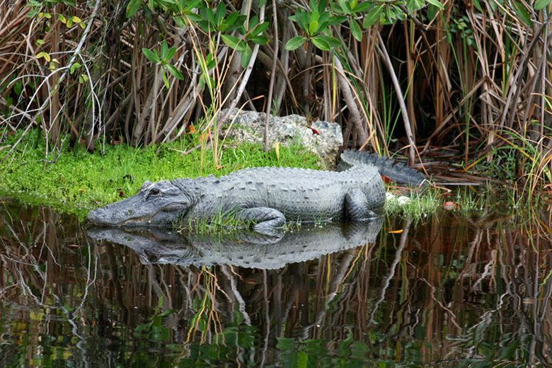 Alligator alley