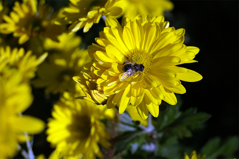 Del Giallo test50ino