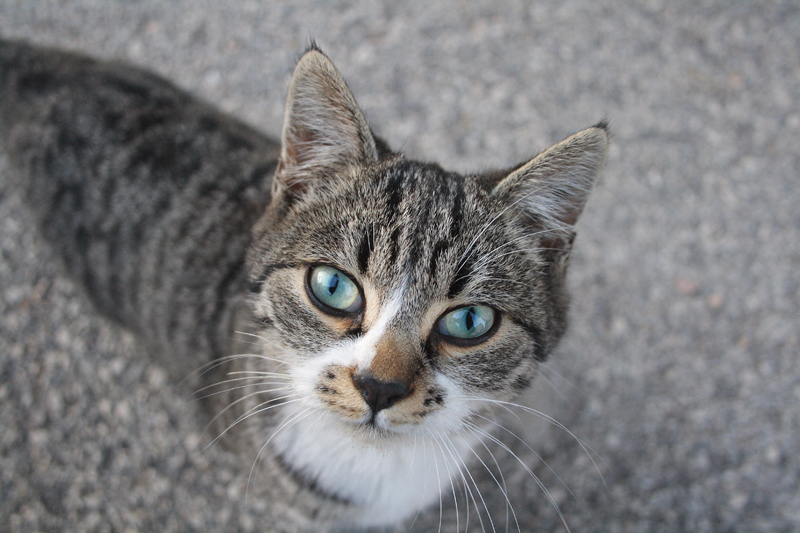 Arturo dagli occhi verdi