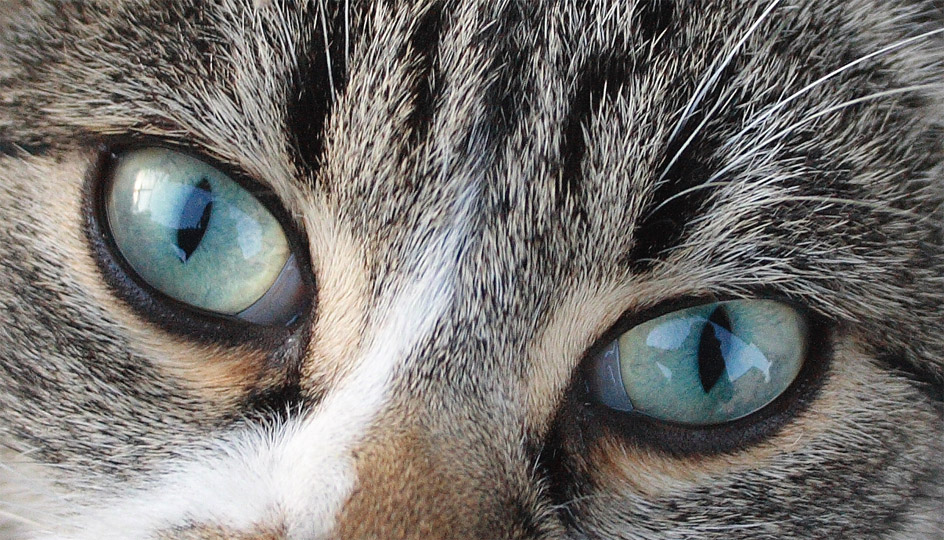 Arturo dagli occhi blu_dettaglio