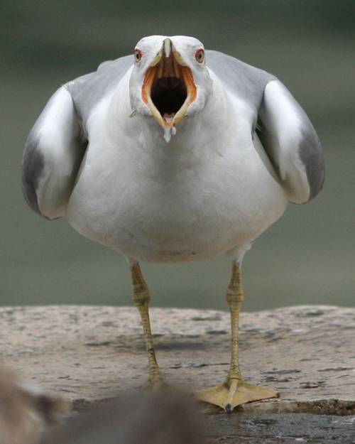 Oh Gabbiano, a chi vuoi far paura !?