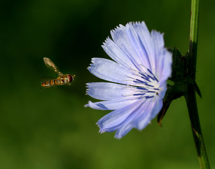 srfide in volo su fiore