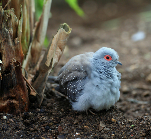 tortorella orientale