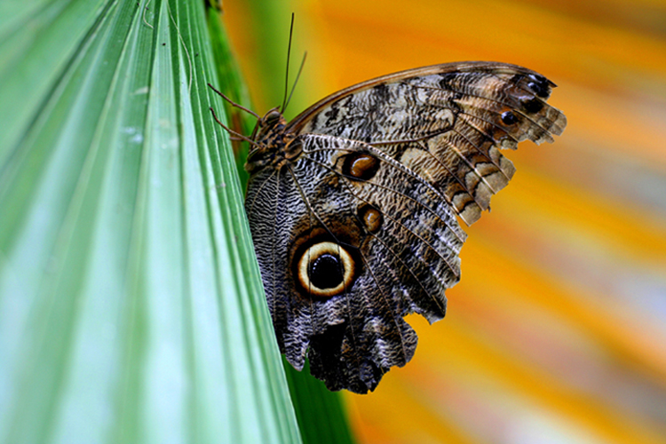 caligo idomeneus