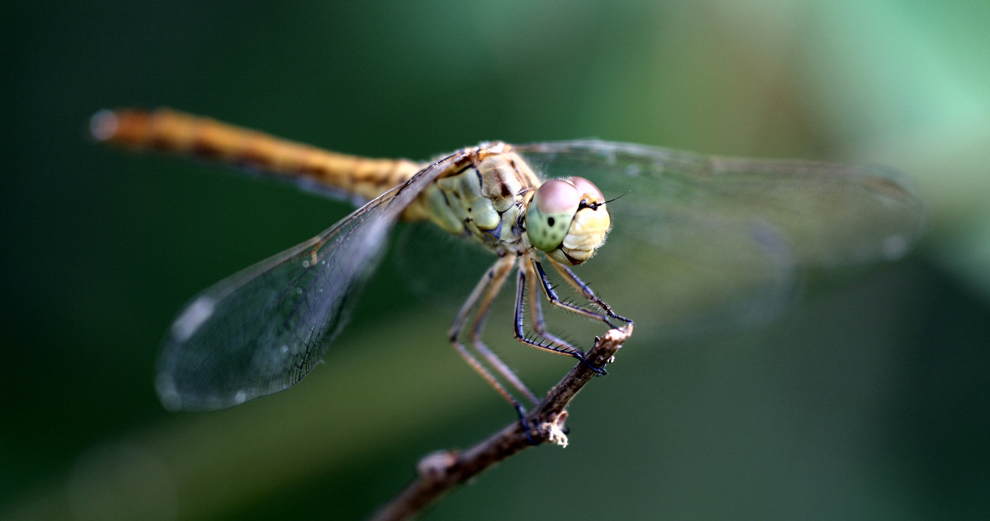 libellula