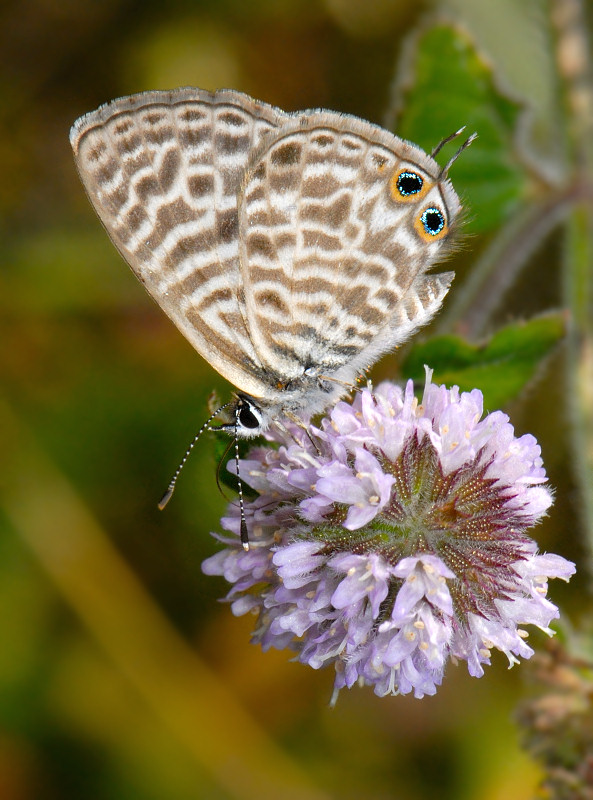 Leptotes pirithous