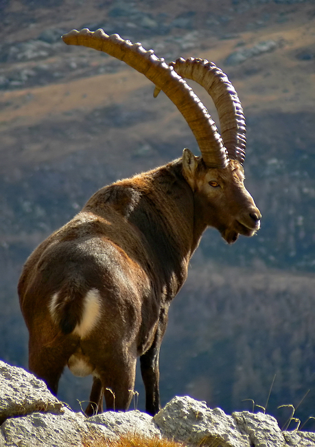 E tu cos'hai da guardare?