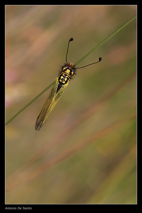 Libelloides longicornis