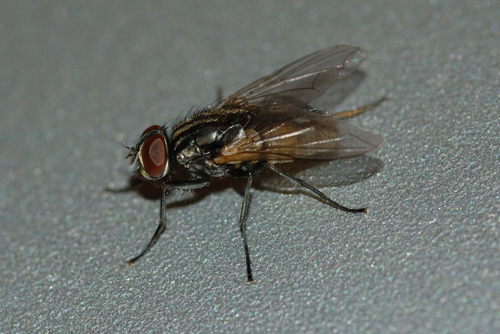 Mosca 2