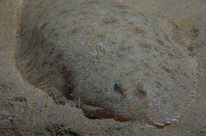 VICE CAMPIONESSA DI MIMETISMO