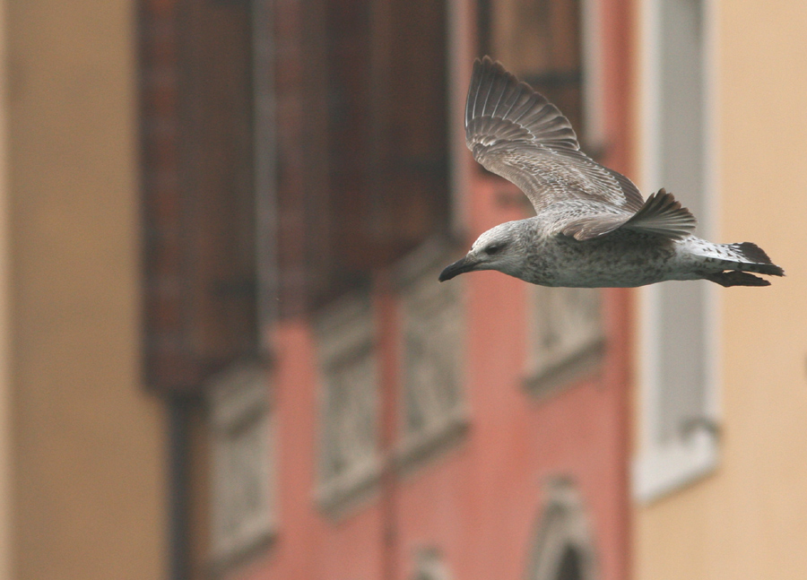 In volo su Chioggia