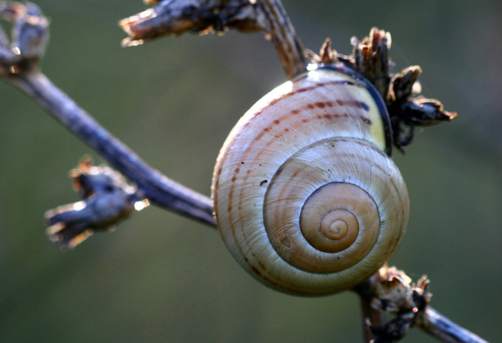 Guscio di lumaca