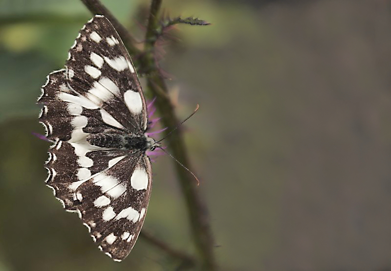 da quass� vedo il mondo