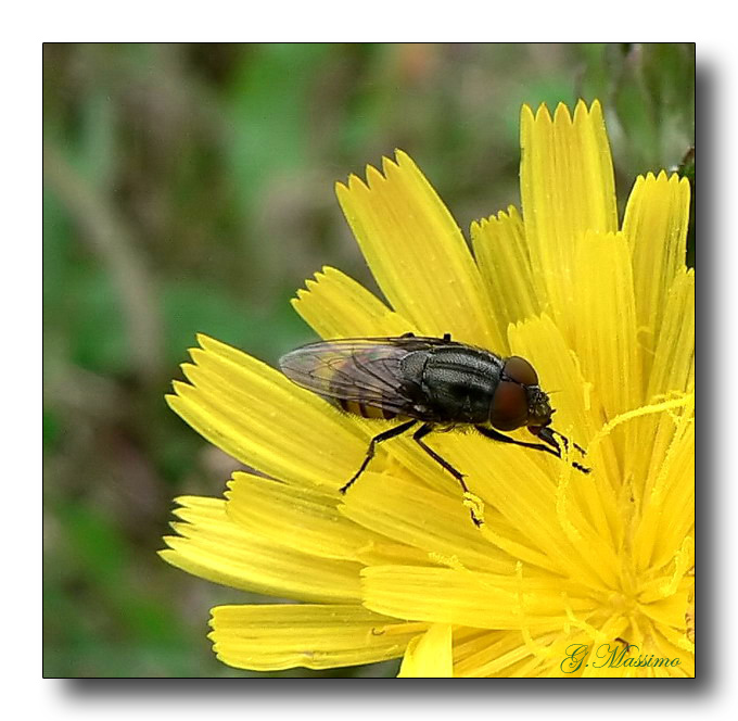 moschetta e fiore giallo