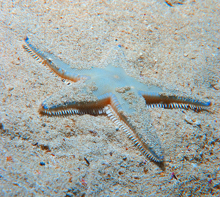 MIMETISMO: TERZA CLASSIFICATA