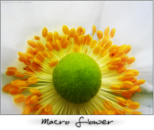 Macro Flowers Collection #1