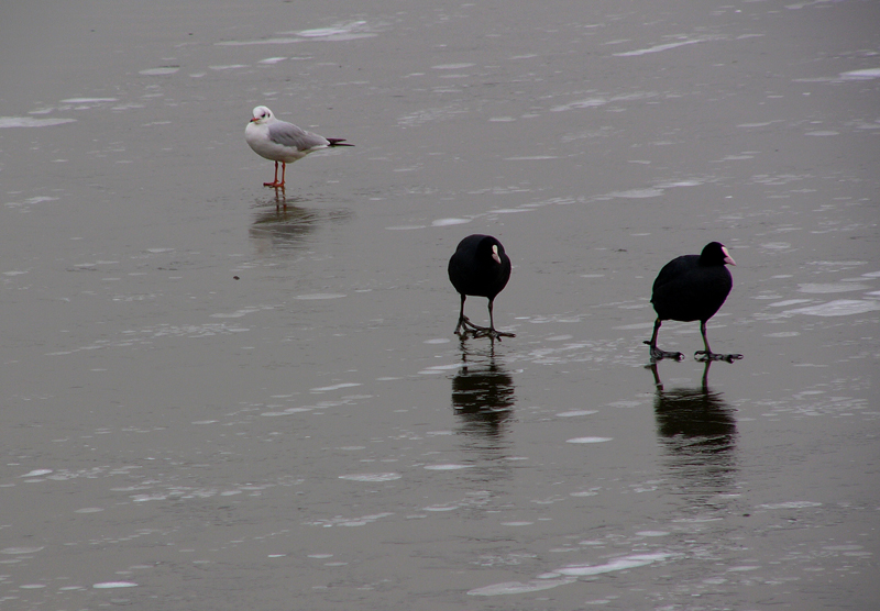 foto 26 -- fotofumetto colazione sul ghiaccio