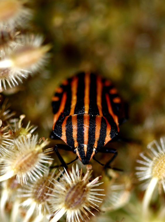 RINGHIO..nel suo stanzino