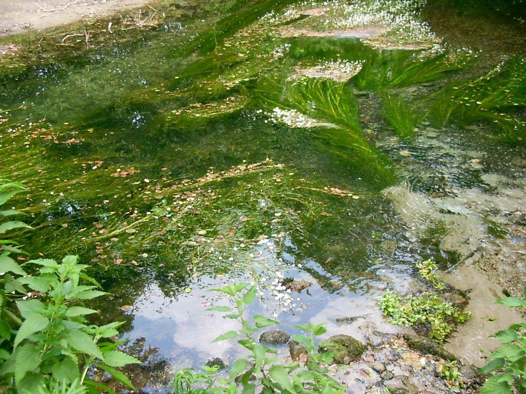 Tratto di un fiume - 008