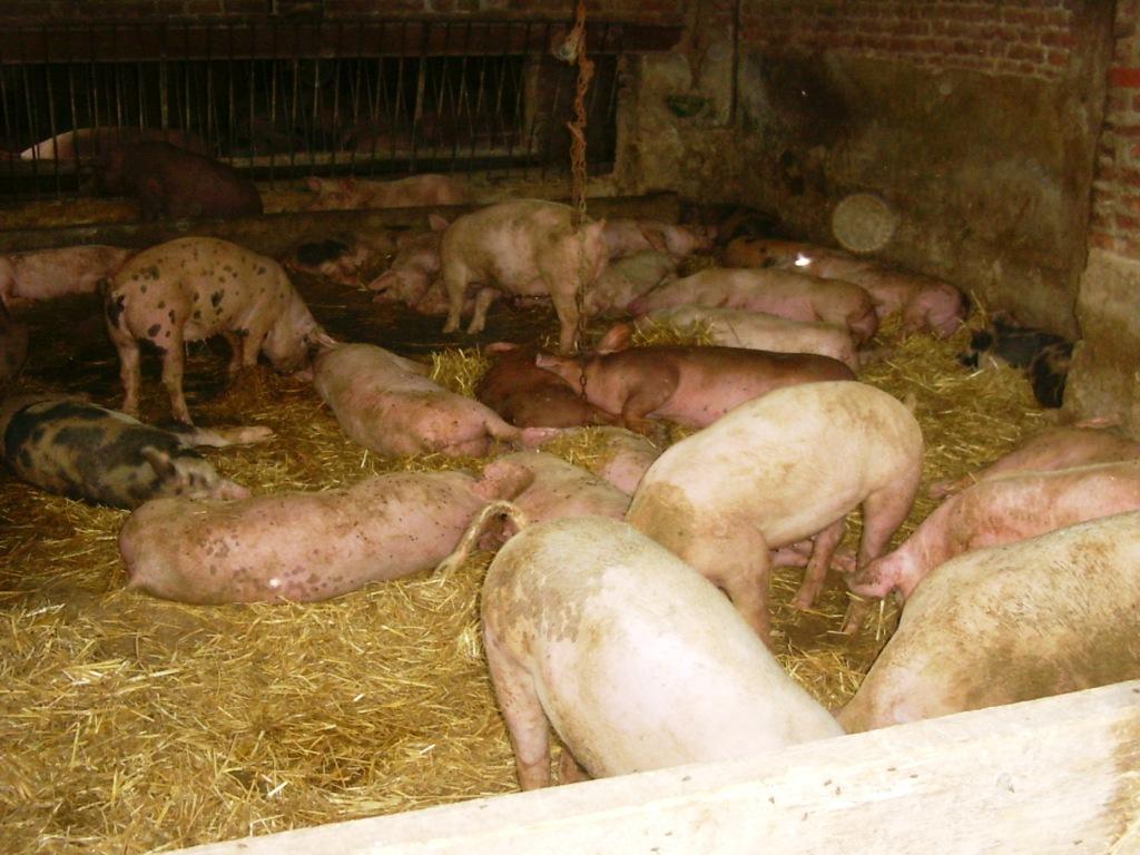In cascina - 001