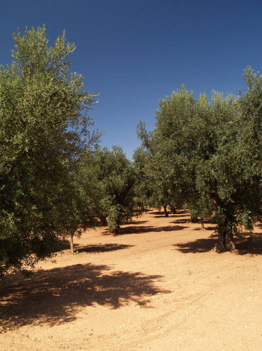 Ulivi salentini