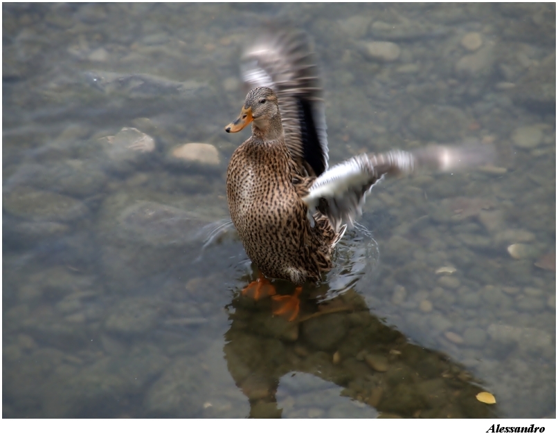 Femmina di Germano Reale