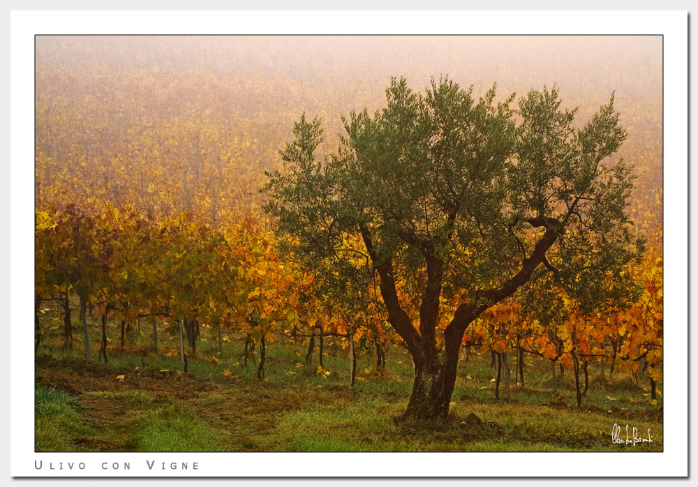 Ulivo con Vigne