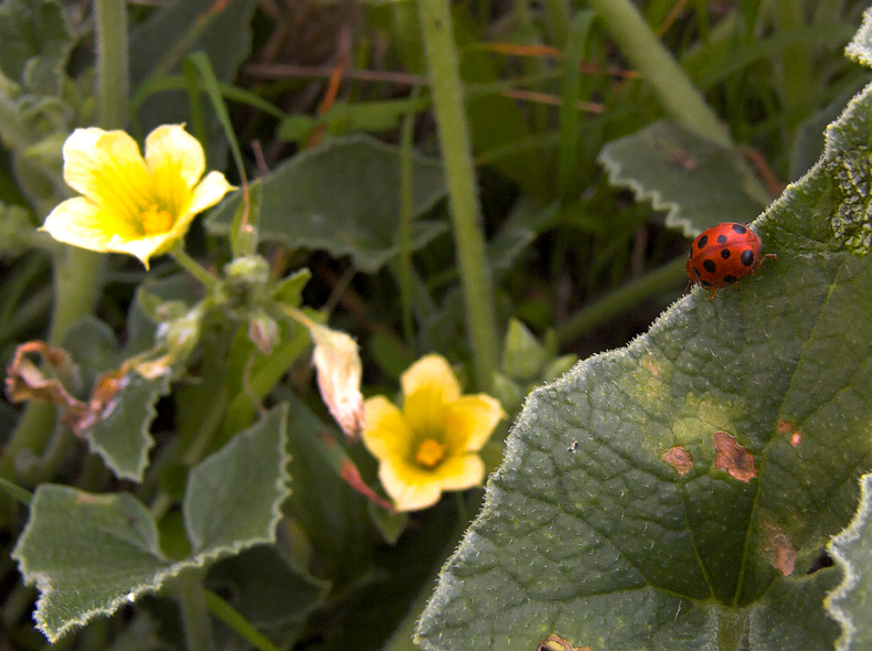 .: fiori gialli con coccinella :.