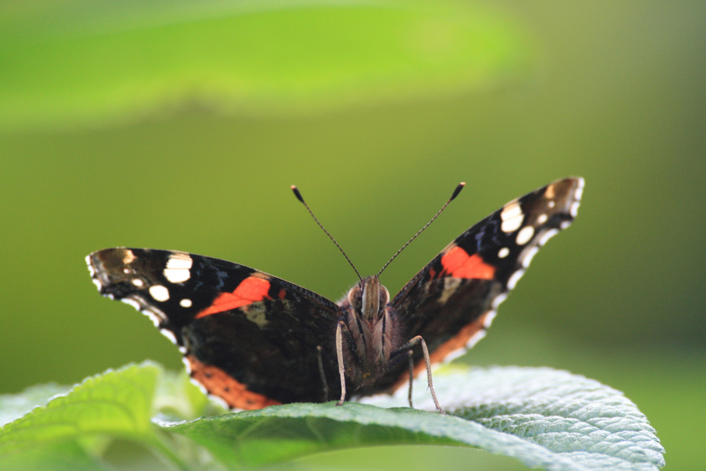 Farfalla