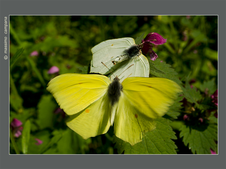 Gonepteryx rhamni (Cedronella maschio e femmina)  in fase di corteggiamento