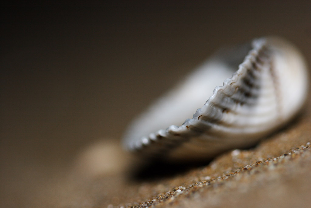 conchiglia di rimini