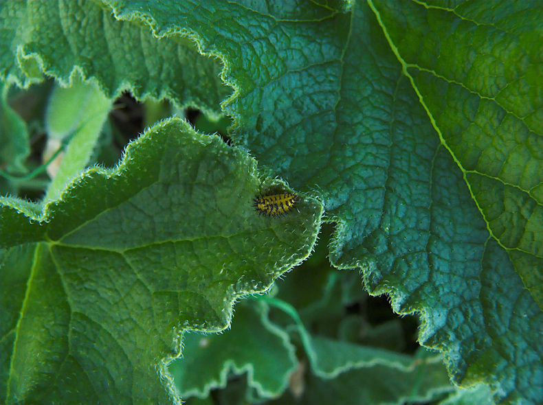 .: larva di coccinella :.