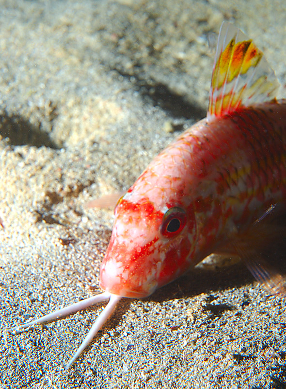 PIZZETTO DI PAOLO GROSSO