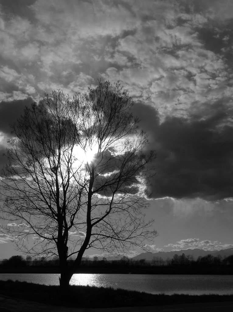 Albero in controluce