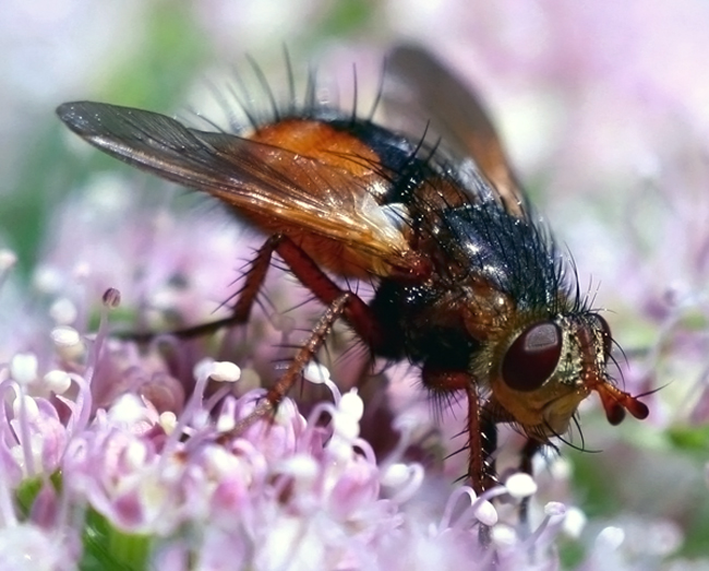 Tachina fera