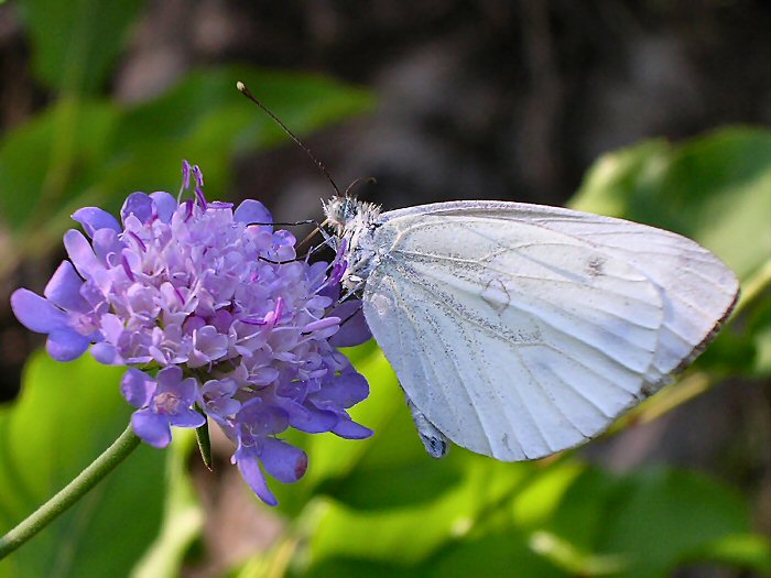 verde - viola - bianco