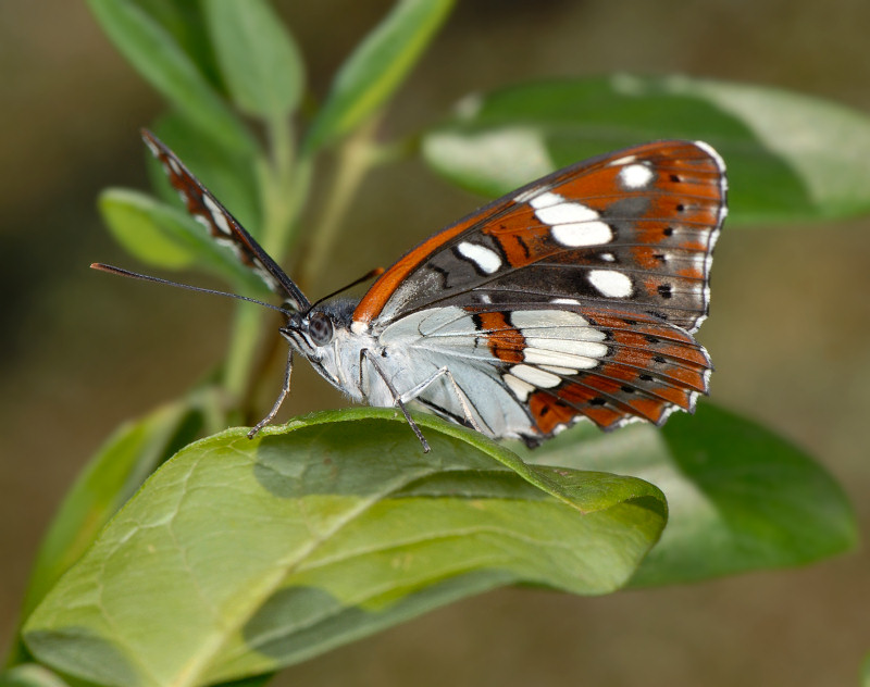 Limenitis reducta