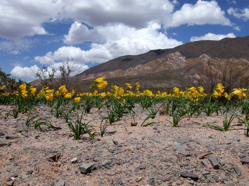 fiorni nel deserto