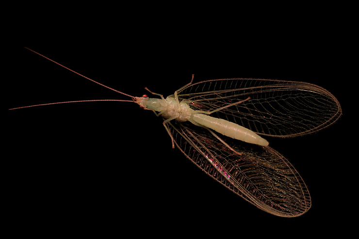 Sottosopra (macro notturna)