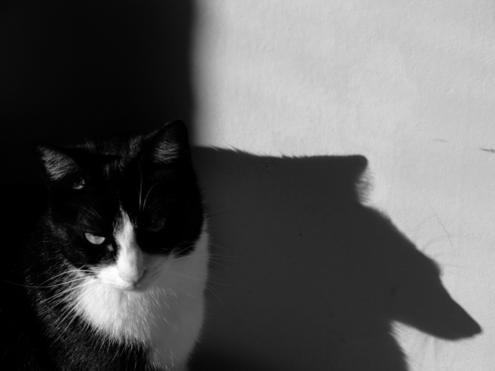 i am a cat but my shadow is a wolf.
